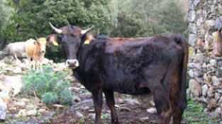 Exemplar de vaca de l'Albera, una de les dues races autòctones de Catalunya