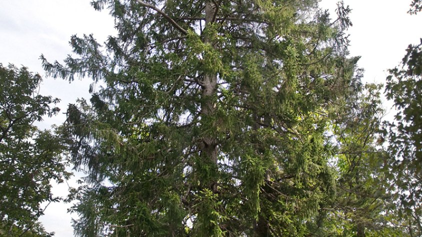 L'avet de la Font Rovellada