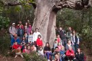 El CEJ fa una excursió al Suratell, un del sis arbres monumentals de la Jonquera