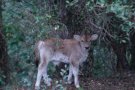 Neixen per primer cop fora de l´Alt Empordà dues vaques de l´Albera