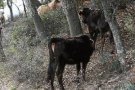 L´únic propietari de vaques de 'Albera amenaça de matar-les si no cobra l'ajuda