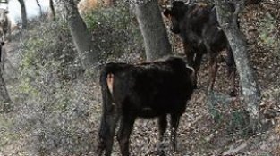 Imatge d'arxiu de vaques a la carretera d'accés al Puig Neulós