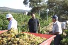 Vinyes dels Aspres exporta un 30% dels seus vins