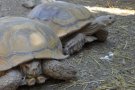Roben quatre grans tortugues del Centre de Reproducció de l'Albera 