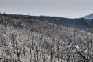 Dades de l'incendi a la contrada: la Jonquera 2.365 h., Agullana 1.365 h., Cantallops 430 h.