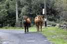 Polèmica a les Alberes amb un decret prefectoral