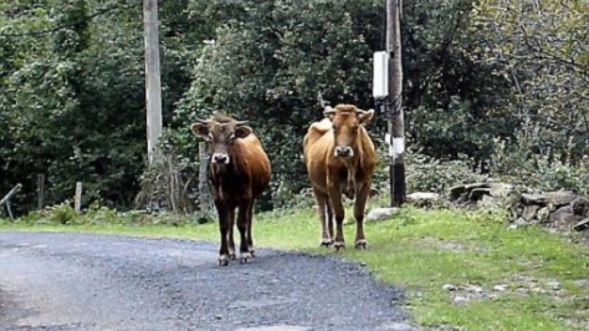 Vaques a la carretera, al vessant nord de l'Albera