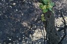 Primers brots a les alzines sureres vint-i-cinc dies després de l'incendi