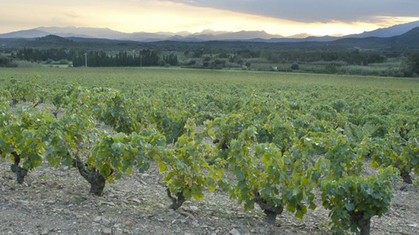 Vinya a Cantallops, on aquest any s'hi celebra la Festa de la Verema de la DO Empordà
