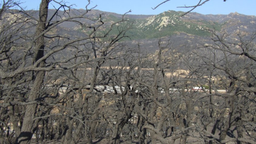 Alzines calcinades a la zona de la muntanya de Sant Julià, a la Jonquera