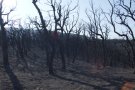 Fusta del foc de l’Empordà, a Itàlia