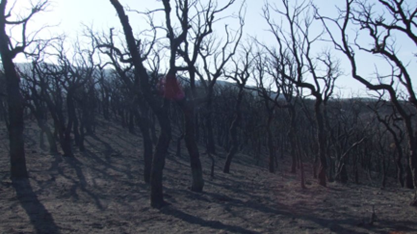 Alguns dels arbres calcinats a l’incendi del juliol serviran com a biomassa a Itàlia