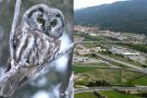 Localitzat un mussol propi d'ambients alpins a la Jonquera