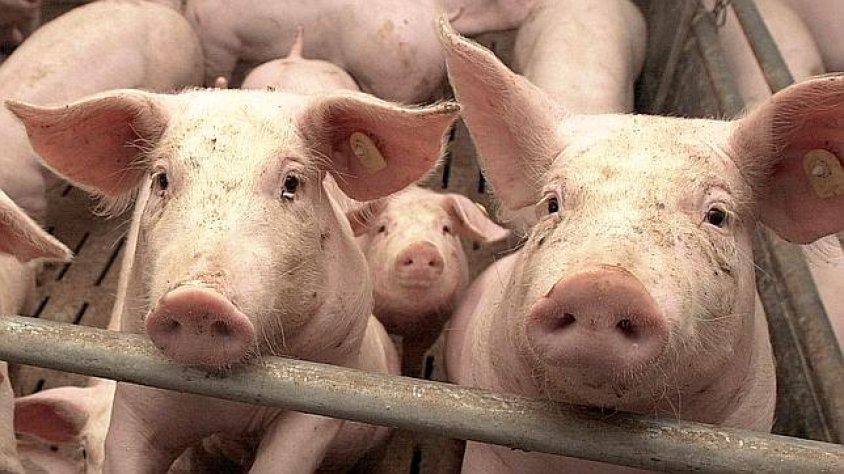 Porcs. Són els qui generen els residus que després cal tractar
