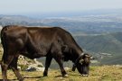 Capturat el toro de l'Albera de 400 quilos que campava lliure pel Vallès