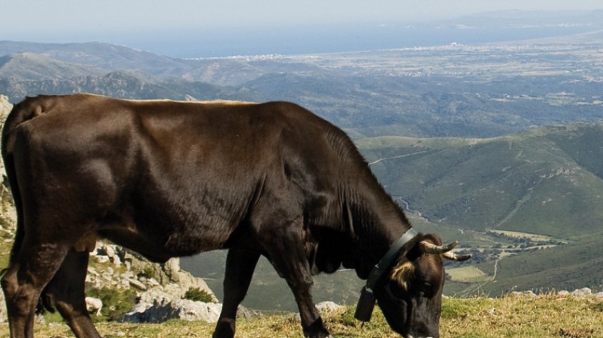Exemplar de vaca de l'Albera a la carena entre Puigneulós i el Puig de Sallafort