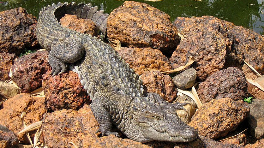 Exemplar de cocodril persa com el que campa lliurement pel Llobregat a la Jonquera