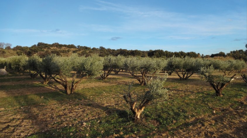 Oliveres al veïnat de Canadal