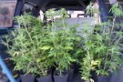 La Policia local intercepta 16 plantes de marihuana a un jove de la Jonquera