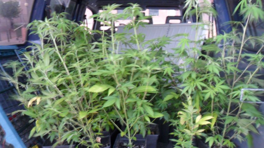 Les plantes de mariuana localitzades darrere el vehicle