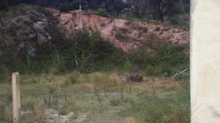 Un veí va poder fotografiar ahir a la vesprada diversos porcs senglars amb un telèfon mòbil.