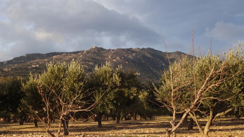 Un olivet a la Jonquera, a l'altiplà de Canadal