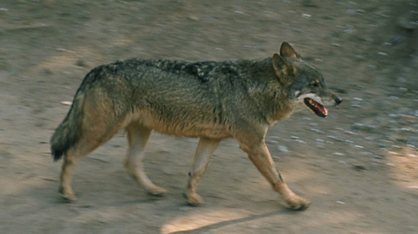 El llop pot tornar, aviat, a viure a les muntanyes del Pirineu més oriental