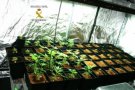 Troben una plantació de marihuana en una discoteca de la Jonquera