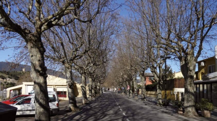 Arbres completament desfullats a l'entrada del carrer Bosch de la Trinxeria