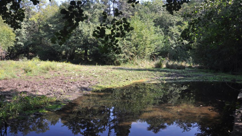 L'embassament s'ha anat reduïnt per les riuades i els arbres caigut