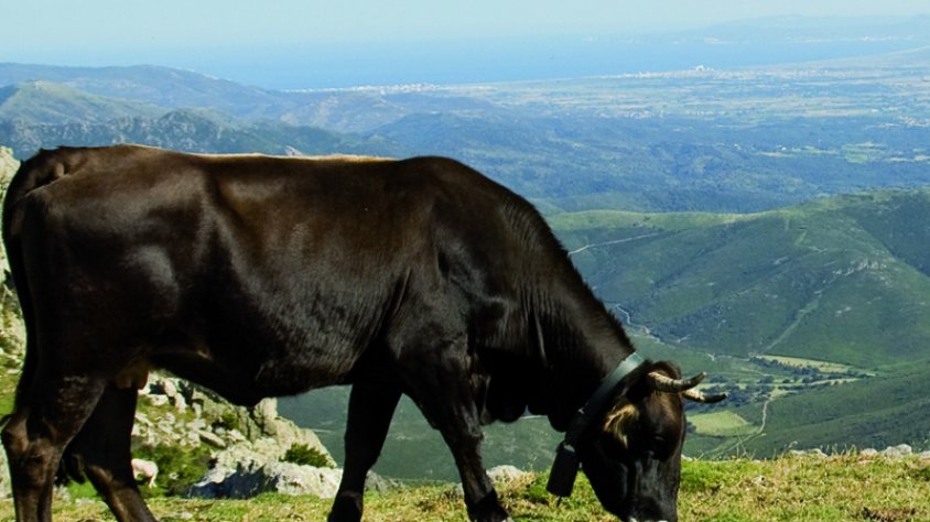 La web del Paratge Natural de l'Albera s'oblida de la vaca autòctona