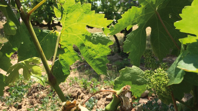 Les vinyes i les cireres malmeses per les ventades