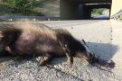 L'autopista, la N-II i les vies del TGV concentren la mobilitat de la fauna en determinades zones permeables