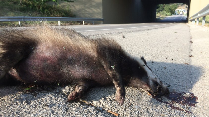 La manca de passos de fauna en molts trams fa que el pas d'animals es concentri en uns pocs punts