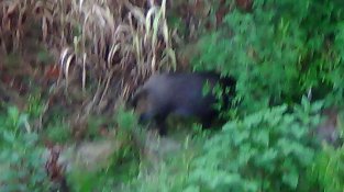 Senglars busquen menjar i aigua al riu Llobregat al seu pas per la Jonquera