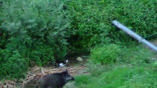 Cada cop és més habitual veure els animals rondant per la Jonquera (imatge d'arxiu)