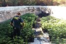 Detingut per cultivar més de 2.000 plantes de marihuana a la muntanya de Sant Julià dels Torts