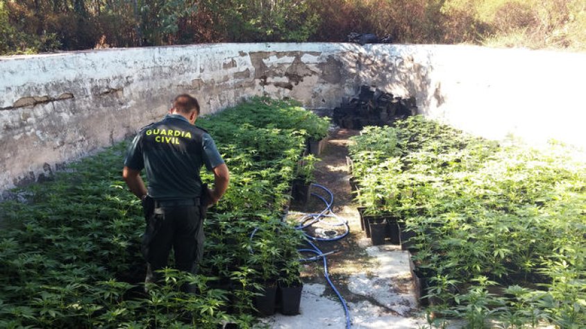 Detingut per cultivar més de 2.000 plantes de marihuana en una masia de la Jonquera