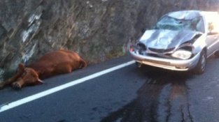 Una vaca morta al carretera d'El Portús, publicada per L'Independant i Radio France Blue Roussillon, el passat 28 de setembre