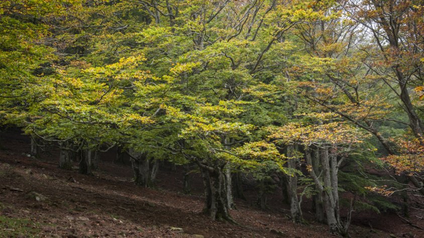 Paisatge de tardor als boscos de l'Albera