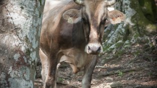 Exemplar de vaca fagina també coneguda com a "Massanesa", de tonalitat marronosa