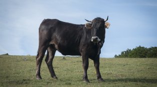 Vaca de l'Albera, del tot negra
