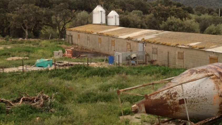 Imatge d'arxiu de la granja de porcs