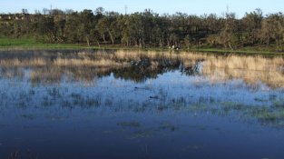 Imatge d'arxiu de la zona dels estanys i prats humits de la Jonquera