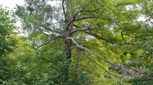 El xiprer del pantà, a Requesens