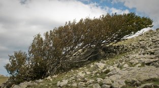 El faig ajagut, a la carena de ponent del Puig Neulós