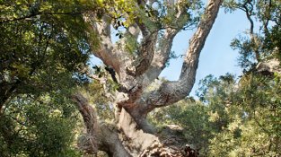 El suratell del Mas Llong