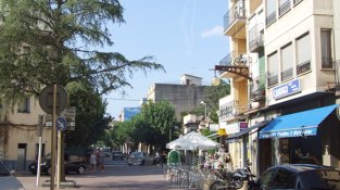 El cedre del carrer Major