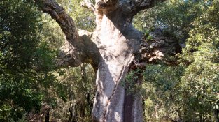 El suratell del Mas Llong