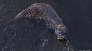 Des dels ponts que creuen el Llobregat al seu pas per la Jonquera l'animal ha estat fotografiat